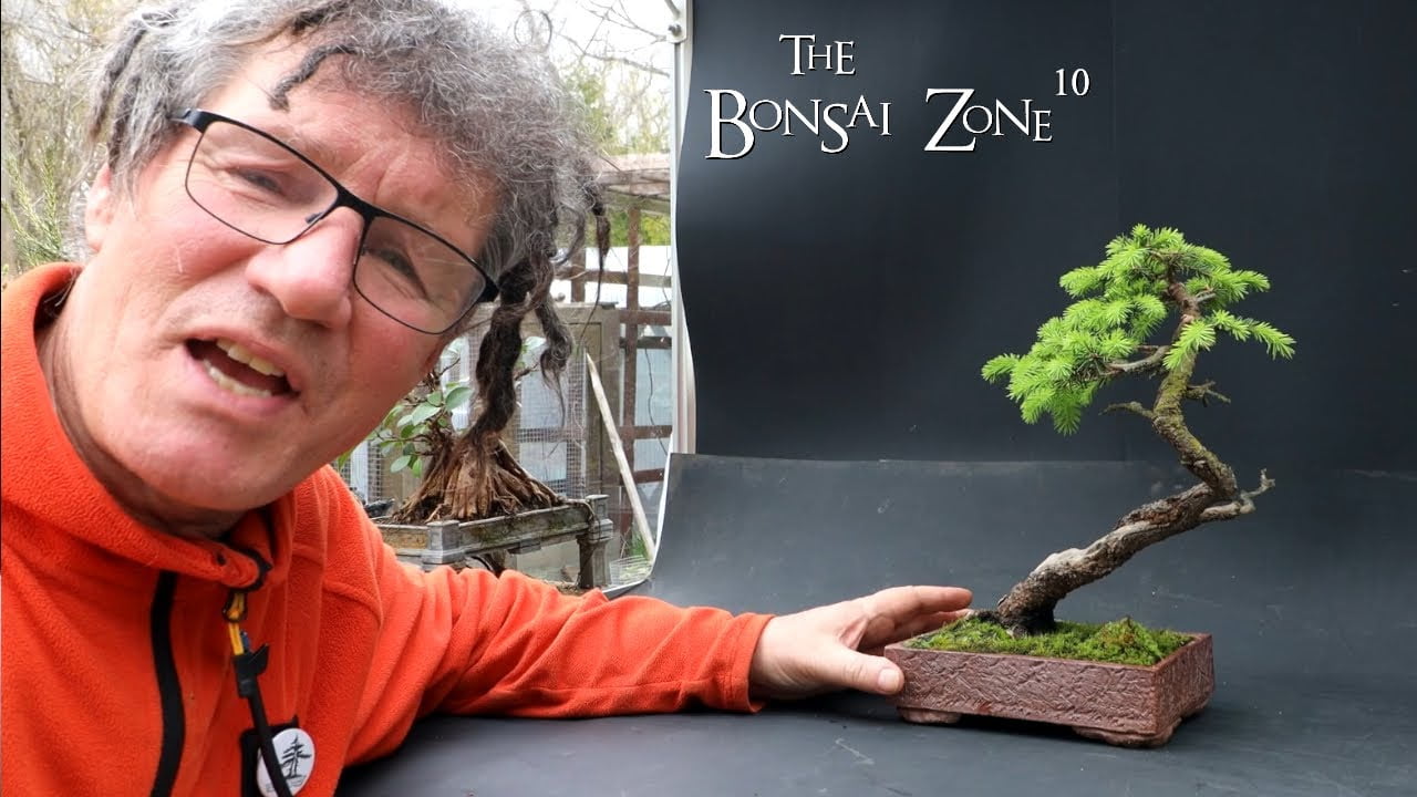 Stands and Accent Plants for Show Trees, The Bonsai Zone, April 2023