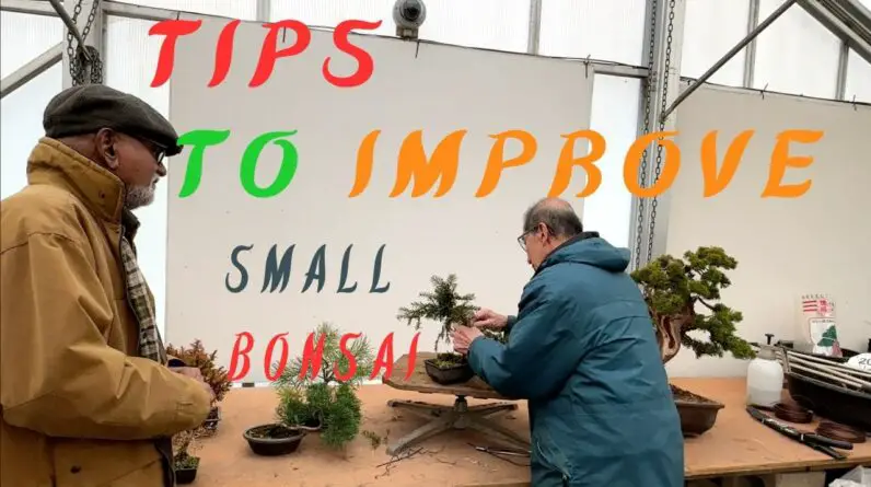 Tips on Improving Small Bonsai