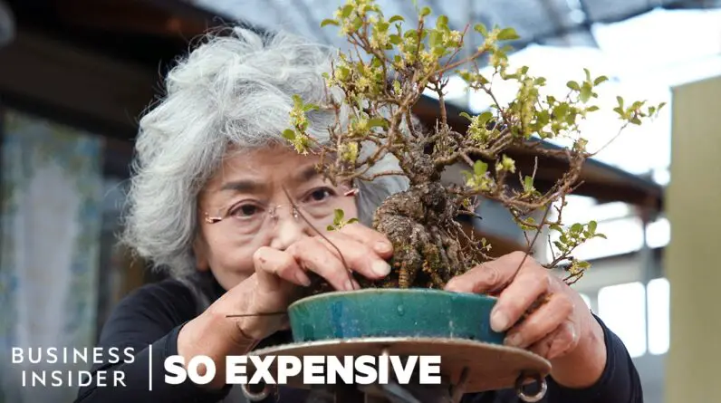 Why Bonsai Are So Expensive | So Expensive