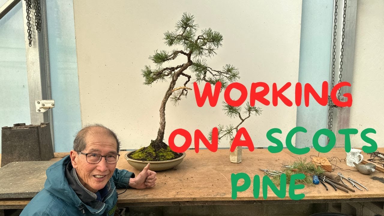 Working on a Scots Pine