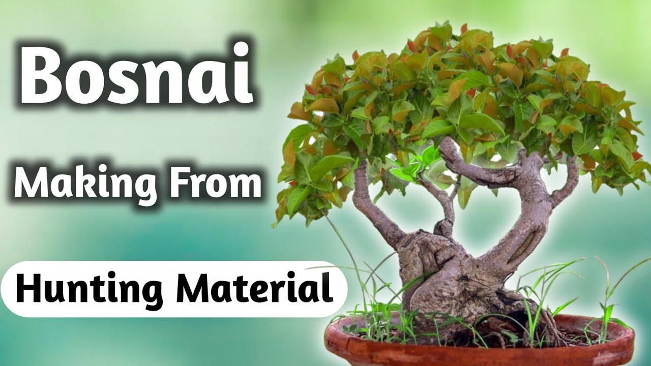 Banyan Bonsai Making From Hunting Material