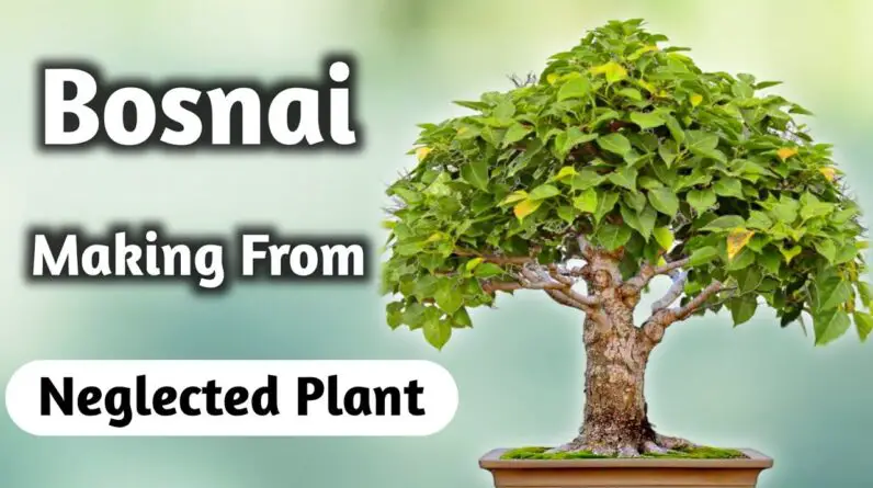 Bonsai Made From Neglected Plant