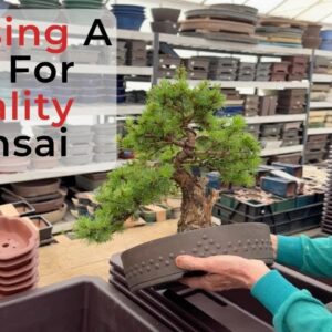 Choosing pots for quality bonsai