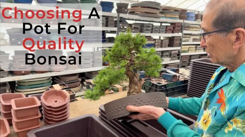 Choosing pots for quality bonsai