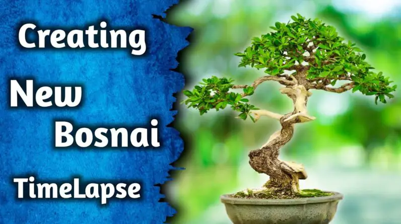 Creating A New Bonsai Timelapse