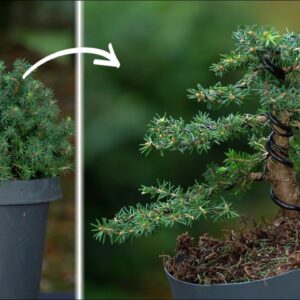 DIY: Making a Spruce Bonsai tree