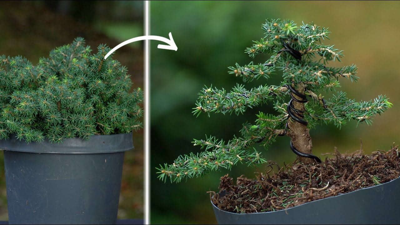 DIY: Making a Spruce Bonsai tree