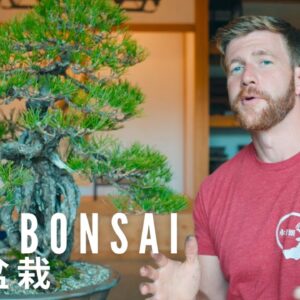 Do THIS to Your Pine Bonsai in Summer | Bonsai Workshop