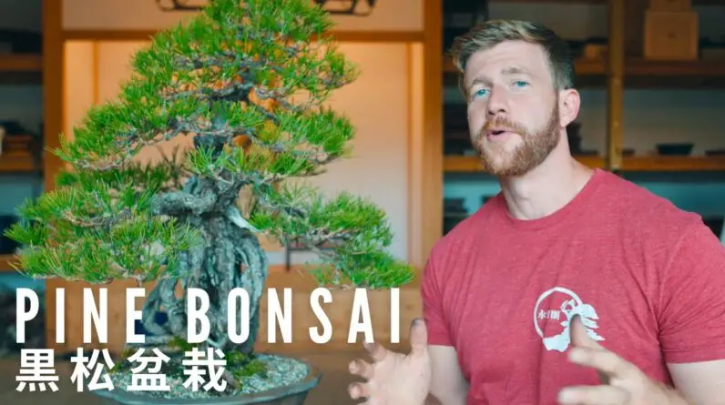 Do THIS to Your Pine Bonsai in Summer | Bonsai Workshop