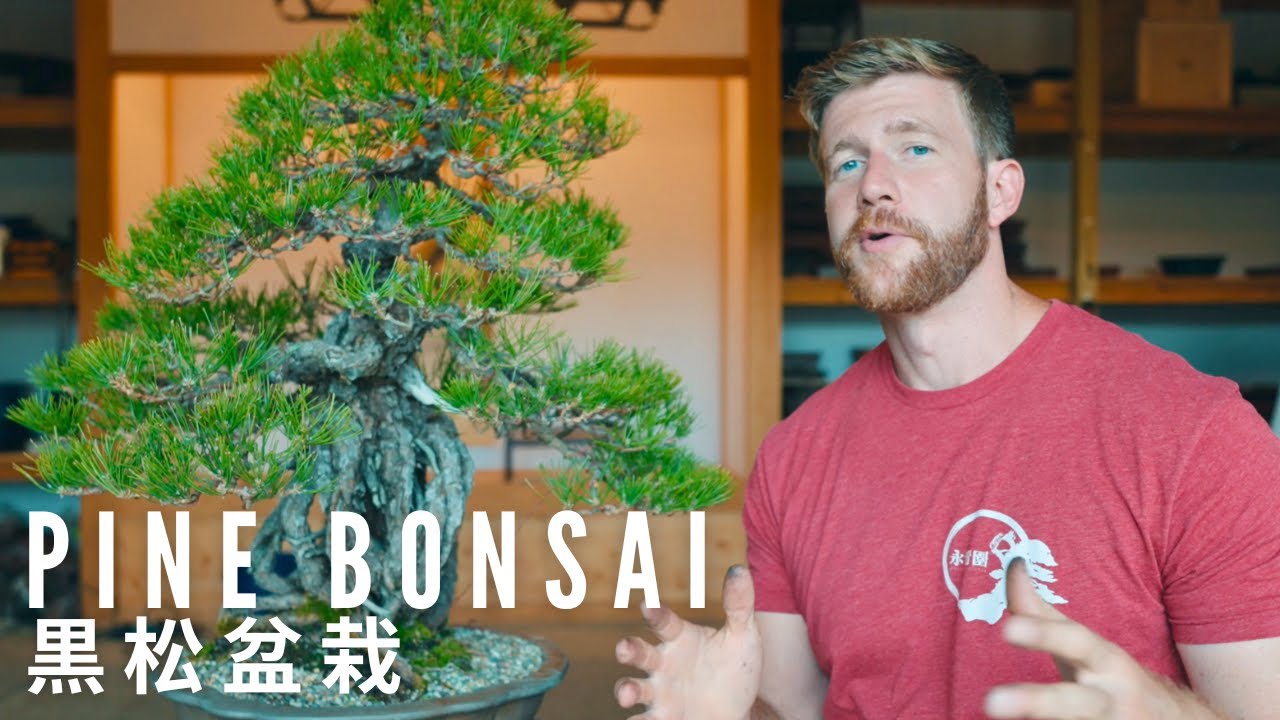 Do THIS to Your Pine Bonsai in Summer | Bonsai Workshop