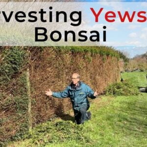 Growing & Harvesting Yews for Bonsai