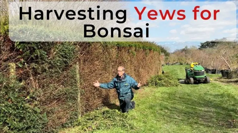 Growing & Harvesting Yews for Bonsai