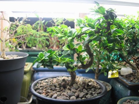 How do You Care for a Sweet Plum Bonsai