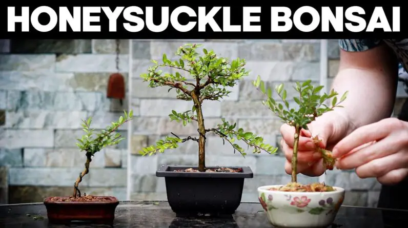 How to Make Bonsai from a Honeysuckle🌼*EASY*