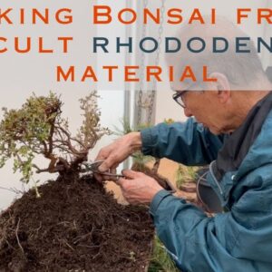 Making Bonsai from Difficult Rhododendron