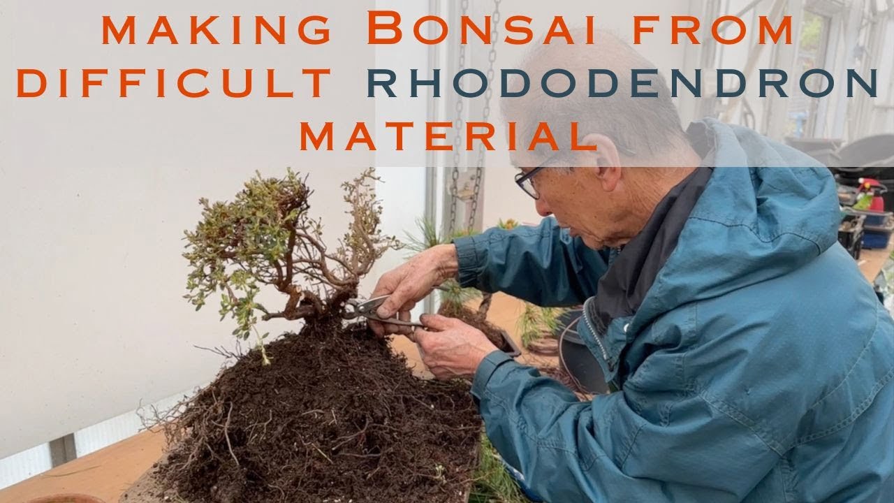 Making Bonsai from Difficult Rhododendron