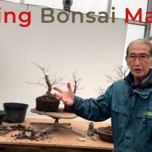Making Bonsai Maples