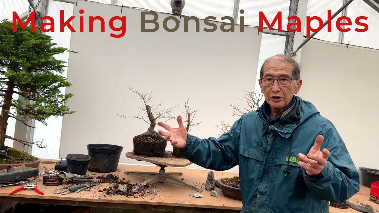 Making Bonsai Maples