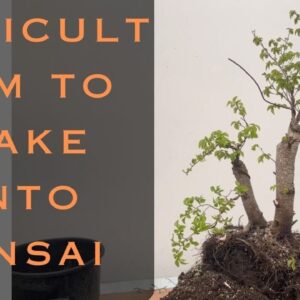 Making Difficult Siberian Elm Into Bonsai