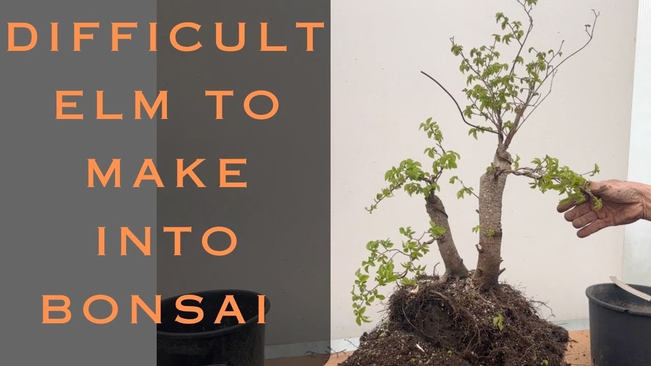 Making Difficult Siberian Elm Into Bonsai