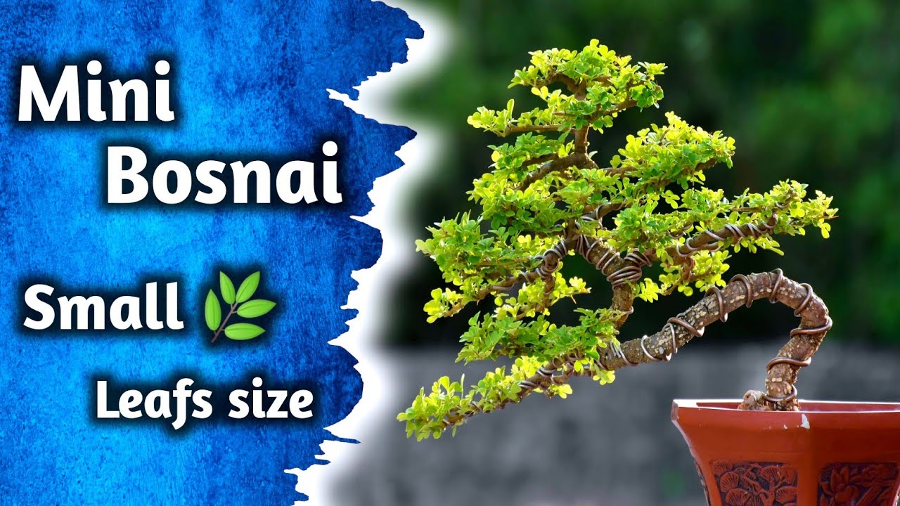 Mini Peepal Bonsai Making With Small Leaf