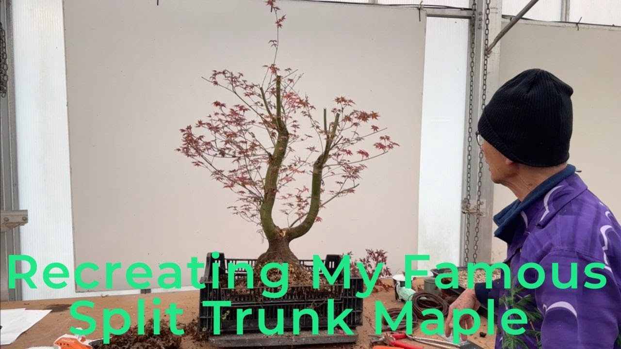 Recreating My Famous Split Trunk Maple using a Deshojo