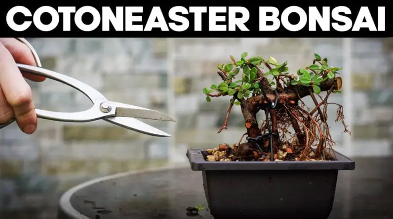 Rescuing a Neglected Cotoneaster for Bonsai🪴Exposed Roots!