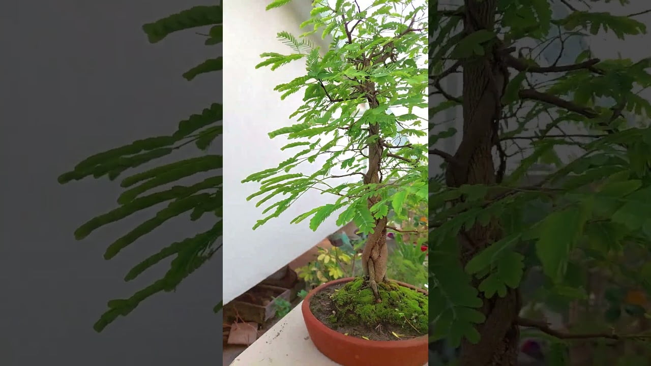 Tamarind Fusion Bonsai #shorts