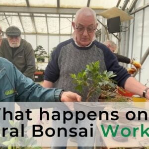 What Happens on a General Bonsai Workshop