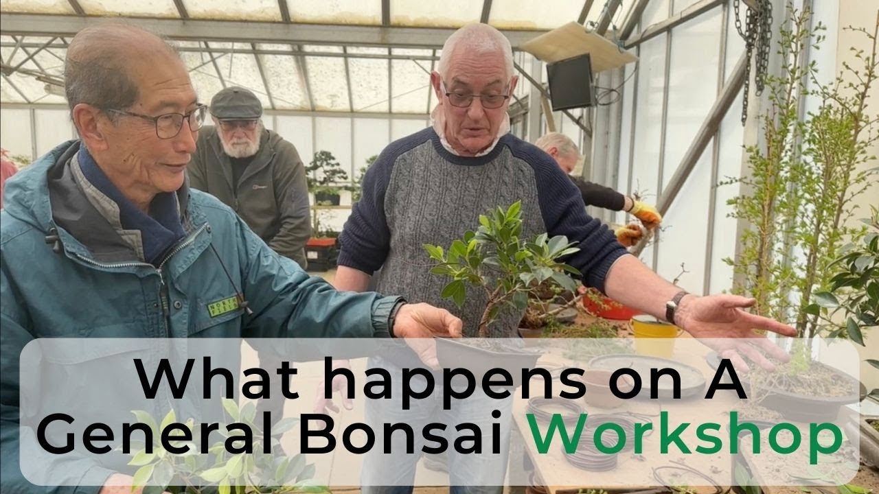 What Happens on a General Bonsai Workshop