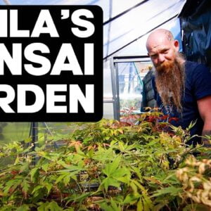A Tour of Attila's Bonsai Garden
