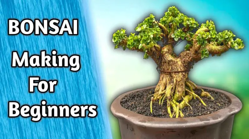 Bonsai for Beginners - Ficus Religiosa Bonsai Easily Step by Step