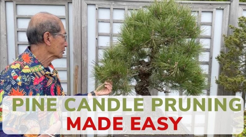 Bonsai Pine Candle Pruning Made Easy