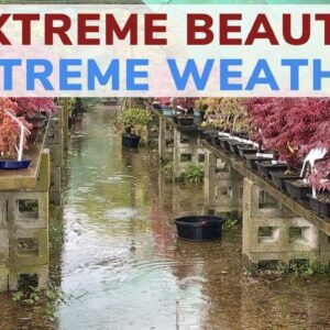 Extreme Beauty, Extreme Weather