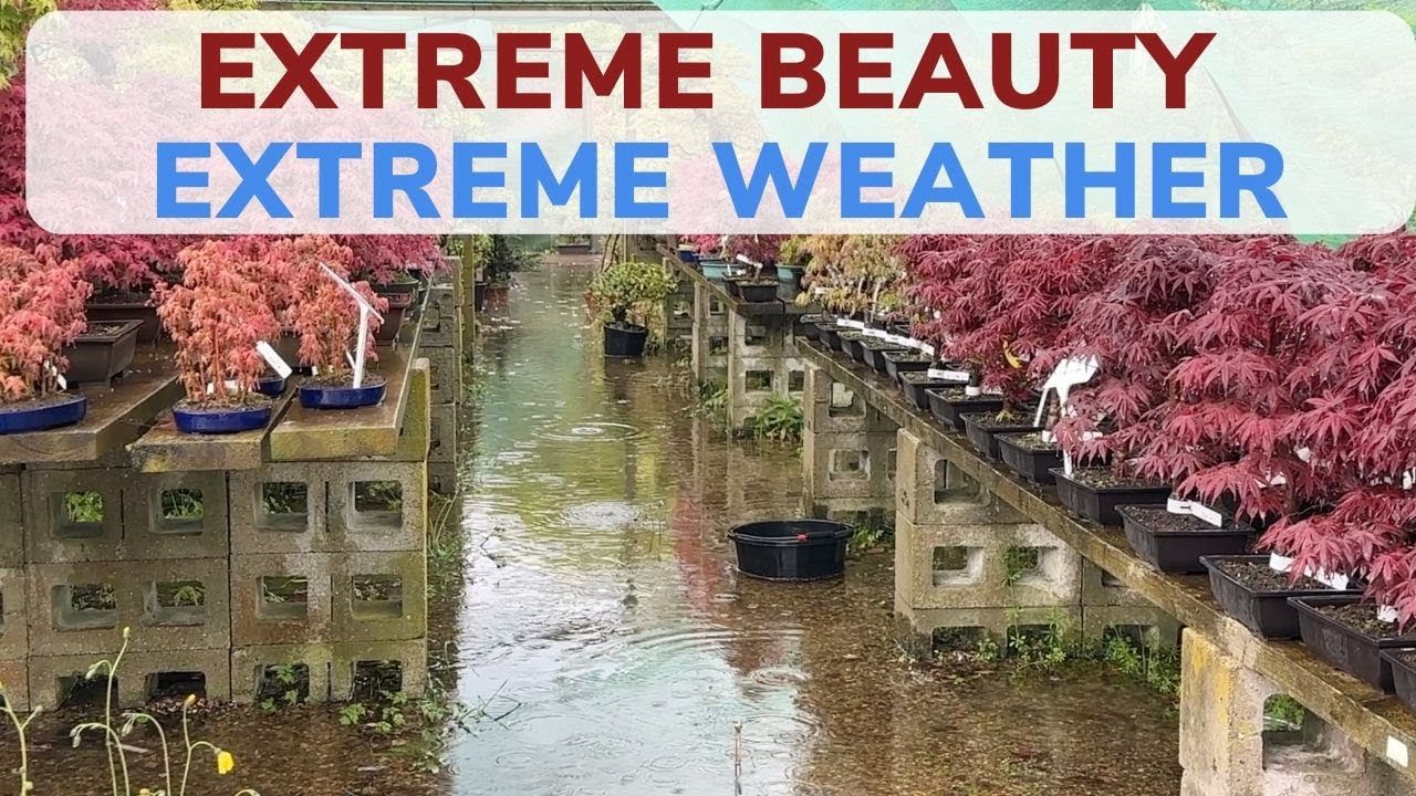 Extreme Beauty, Extreme Weather