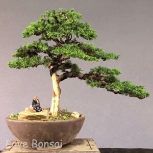 How to bend a bonsai - great bonsai bending skills #