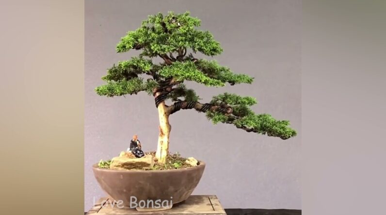 How to bend a bonsai - great bonsai bending skills #