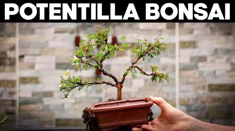 How to Make Bonsai from Potentilla🌼*EASY*