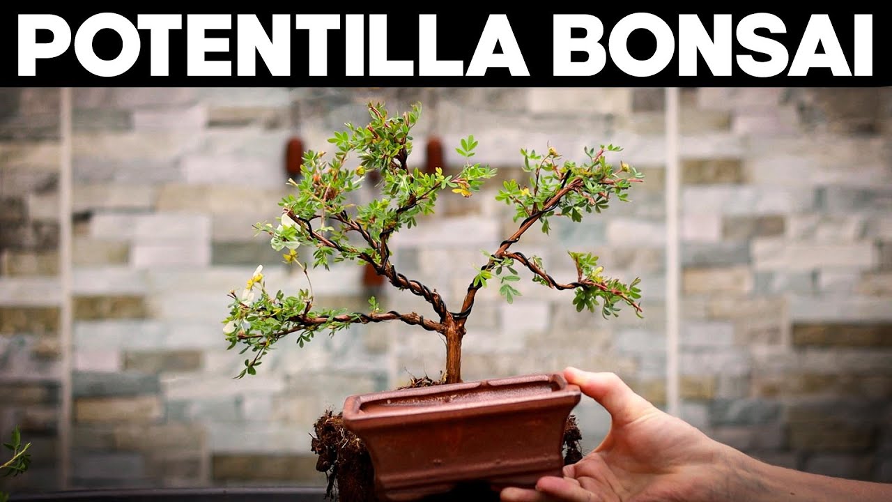 How to Make Bonsai from Potentilla🌼*EASY*