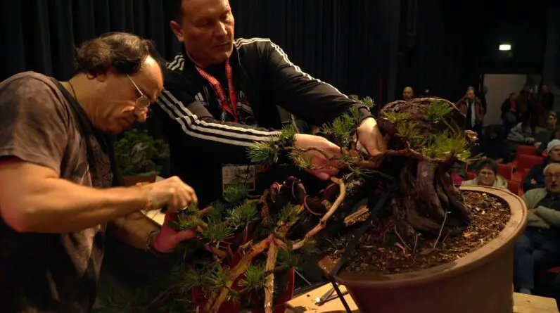 Piotr Czerniachowski Bonsai demo at Trophy 2023