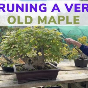 Pruning a Very Old Maple Bonsai