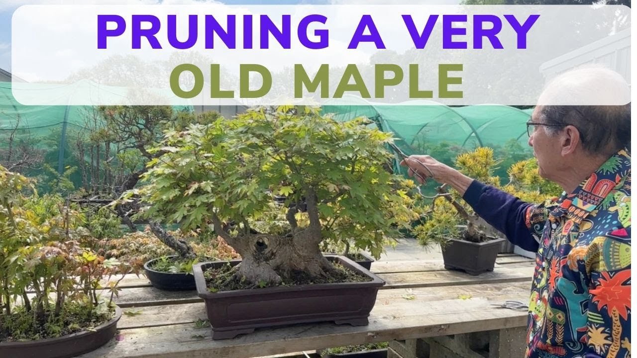 Pruning a Very Old Maple Bonsai