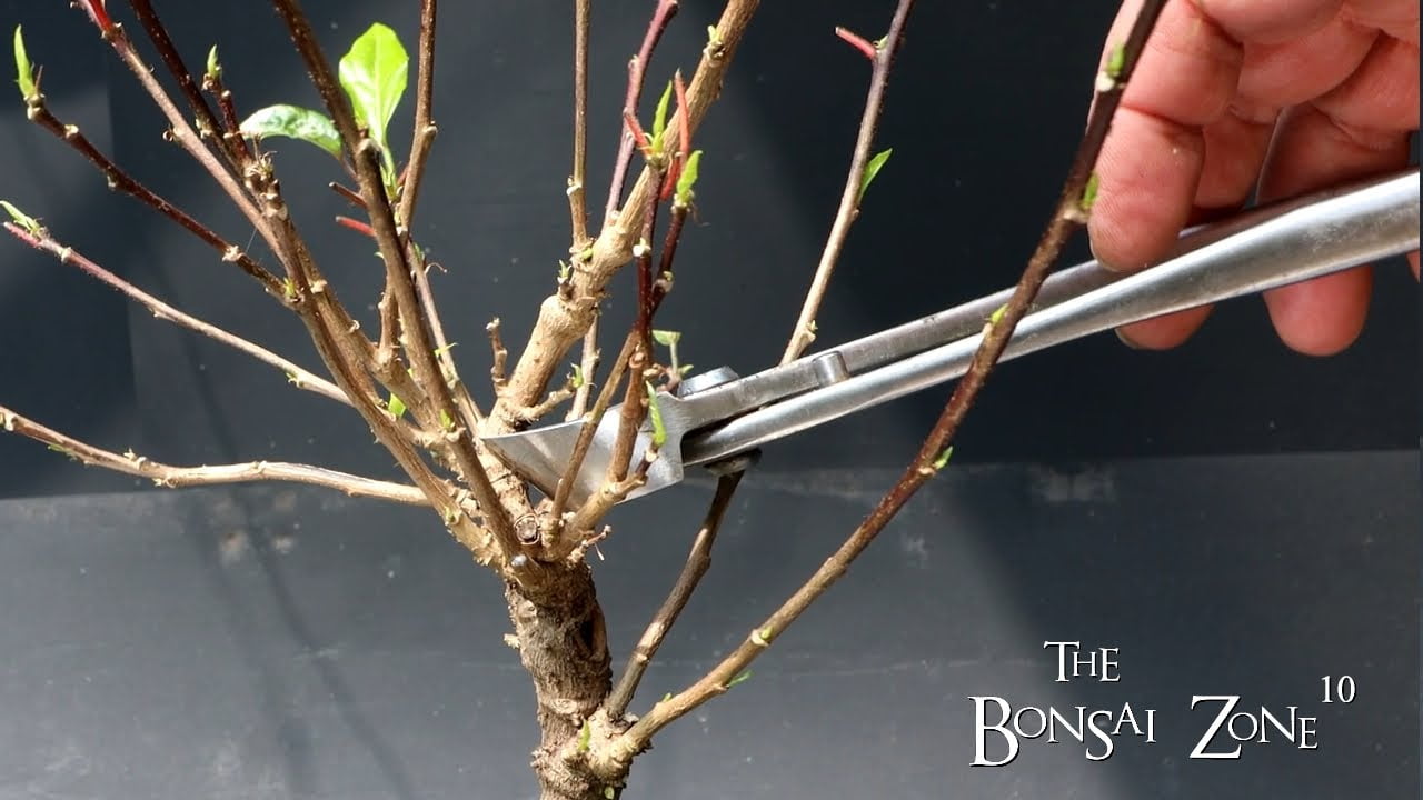 Pruning Three Hibiscus and One Black Locust, The Bonsai Zone, June 2023