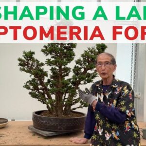 Reshaping a Large Cryptomeria Forest