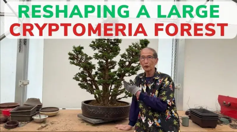 Reshaping a Large Cryptomeria Forest