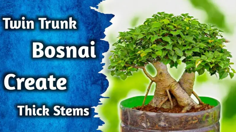 Twin Trunk Bonsai's Create Thicker Stems