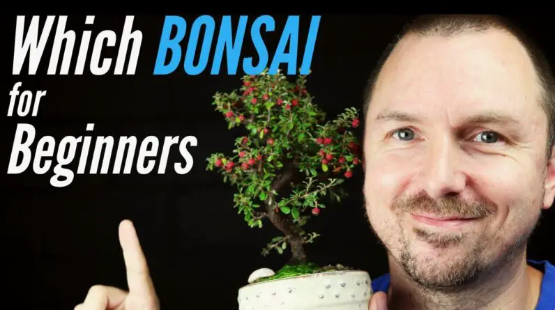 The Best Types of Bonsai Trees for Beginners