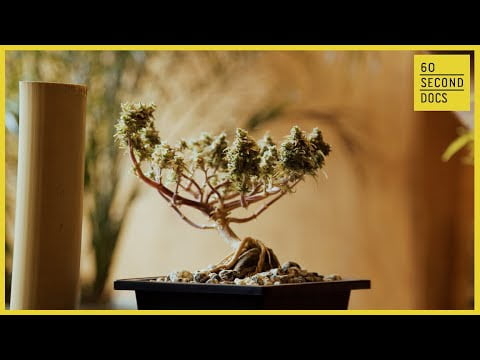 Secret Art of Growing Cannabis Bonsai