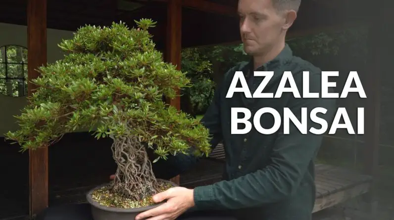 Best Kept Secret Azalea Bonsai Care Guide