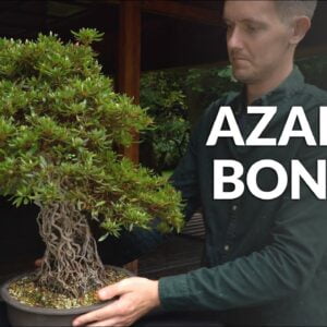 Azalea Bonsai Care: A Comprehensive Guide